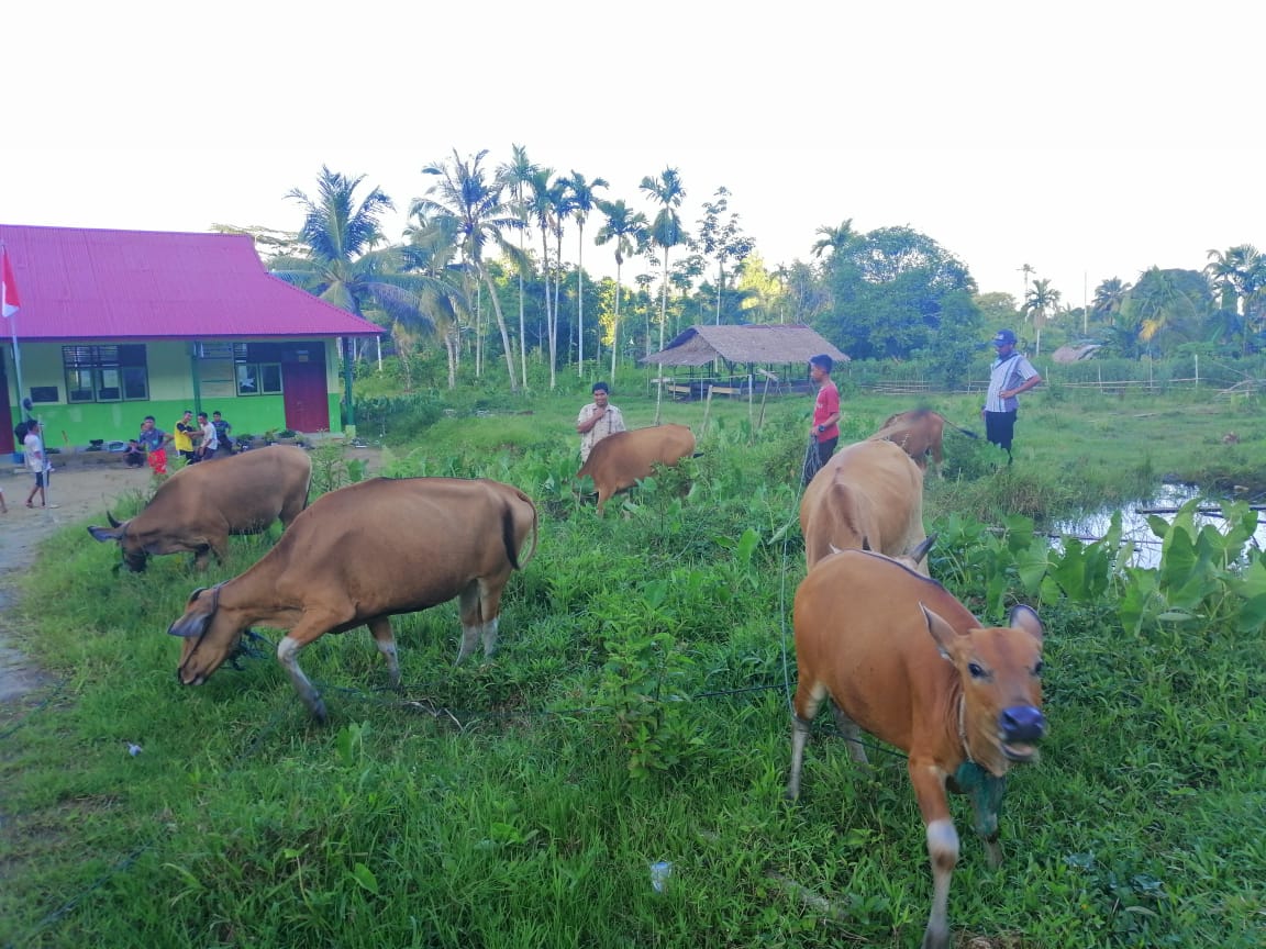 Usaha penggemukan sapi milik Pondok Pesantren Darul Ulum, Kecamatan Sikakap, Kabupaten Kepulauan Mentawai, Provinsi Sumatera Barat